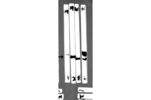 Western blot analysis of extracts from Mouse spleen tissue,Rat spleen tissue,HEK293 and 293T cells, using EFNB2 antibody (df7450) at 1/1000 dilution. (Ephrin B2 抗体  (C-Term))