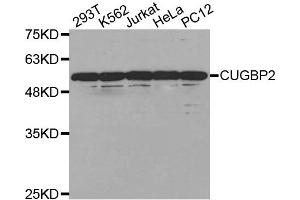 Western Blotting (WB) image for anti-CUGBP, Elav-Like Family Member 2 (CELF2) antibody (ABIN1877045) (CELF2 抗体)