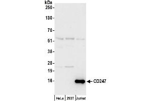 Western Blotting (WB) image for anti-CD247 Molecule (CD247) (AA 114-164) antibody (ABIN7450091)