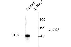 Image no. 1 for anti-MAPK1/2 (pThr202), (pTyr204) antibody (ABIN361504) (MAPK1/2 (pThr202), (pTyr204) 抗体)