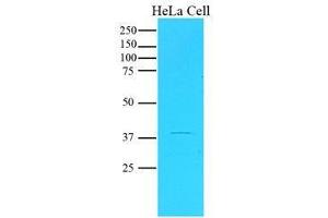 Cell lysates of HeLa(20 ug) were resolved by SDS-PAGE, transferred to nitrocellulose membrane and probed with anti-human Maspin (1:1000).