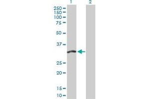 Western Blot analysis of FMO5 expression in transfected 293T cell line by FMO5 MaxPab polyclonal antibody. (FMO5 抗体  (AA 1-285))