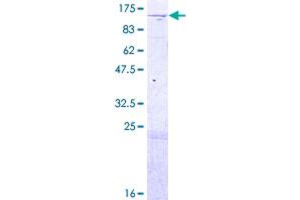 NCAPG2 Protein (AA 1-935) (GST tag)
