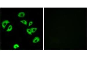 Immunofluorescence analysis of A549 cells, using LILRB4 Antibody. (LILRB4 抗体  (AA 201-250))