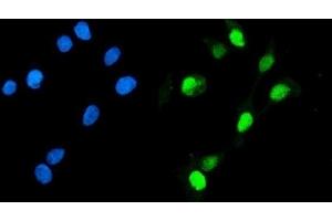 IF analysis of Geminin/GMNN using anti-Geminin/GMNN antibody (ABIN7600598). (Geminin 抗体  (AA 21-196))