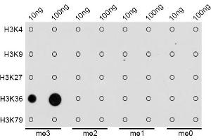 Dot Blot (DB) image for anti-Histone 3 (H3) (H3K36me3) antibody (ABIN3016039)