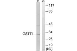 Western blot analysis of extracts from Jurkat cells, using GSTT1/4 Antibody. (GSTT1/4 抗体  (AA 10-59))