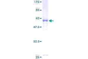 ELMOD2 Protein (AA 1-293) (GST tag)