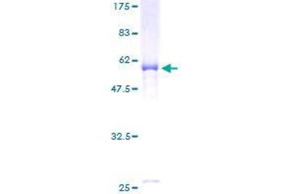ELMOD2 Protein (AA 1-293) (GST tag)