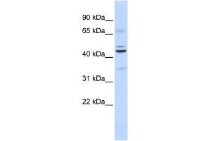 WB Suggested Anti-DPF2 Antibody Titration:  0. (DPF2 抗体  (Middle Region))