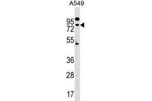 ZN Antibody (N-term) (ABIN1539672 and ABIN2849806) western blot analysis in A549 cell line lysates (35 μg/lane). (ZNF480 抗体  (N-Term))