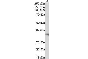 Western Blotting (WB) image for anti-Monoglyceride Lipase (MGLL) (Internal Region) antibody (ABIN334436)