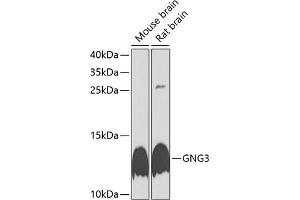Western blot analysis of extracts of various cell lines, using GNG3 antibody (ABIN6129391, ABIN6141238, ABIN6141239 and ABIN6225122) at 1:1000 dilution.