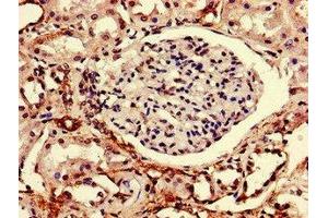 Immunohistochemistry of paraffin-embedded human kidney tissue using ABIN7167488 at dilution of 1:100 (RTP3 抗体  (AA 1-211))