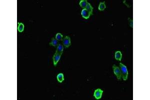 Immunofluorescent analysis of HepG2 cells using ABIN7151414 at dilution of 1:100 and Alexa Fluor 488-congugated AffiniPure Goat Anti-Rabbit IgG(H+L) (EFCAB7 抗体  (AA 1-158))