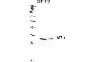 Western Blot (WB) analysis of 293T 3T3 lysis using ATF-1 antibody. (AFT1 抗体  (Ser157))