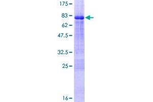 ZNF239 Protein (AA 1-458) (GST tag)