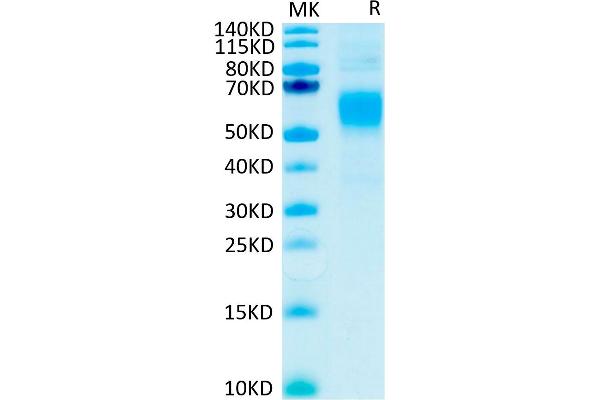 FCGR1 Protein (AA 16-288) (His-Avi Tag)