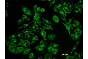 Immunofluorescence (IF) image for anti-Acyl-CoA Binding Domain Containing 3 (Acbd3) (AA 73-171) antibody (ABIN566272)