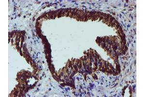 Image no. 1 for anti-Protein Disulfide Isomerase Family A, Member 4 (PDIA4) antibody (ABIN1500110) (PDIA4 抗体)