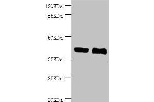 Western blot All lanes: NHLRC1 antibody at 3. (NHLRC1 抗体  (AA 1-280))