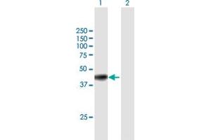 Western Blot analysis of GNAI3 expression in transfected 293T cell line by GNAI3 MaxPab polyclonal antibody. (GNAI3 抗体  (AA 1-354))