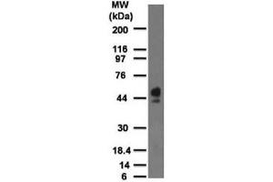 Western blot testing of human spleen lysate with CD63 antibody at 2 ug/ml. (CD63 抗体)