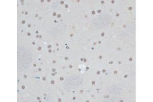 Immunohistochemistry of paraffin-embedded Rat brain using ZNF433 Polyclonal Antibody at dilution of 1:100 (40x lens). (ZNF433 抗体)
