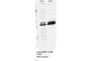 Western blot for Anti-hnRNP-A2/B1 on HeLa cell extract (HNRNPA2B1 抗体)