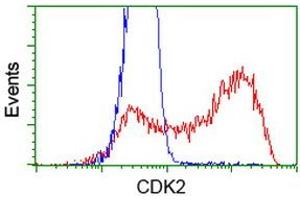 HEK293T cells transfected with either RC200494 overexpress plasmid (Red) or empty vector control plasmid (Blue) were immunostained by anti-CDK2 antibody (ABIN2454567), and then analyzed by flow cytometry. (CDK2 抗体)