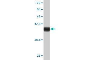 Western Blot detection against Immunogen (36. (FOXM1 抗体  (AA 702-801))