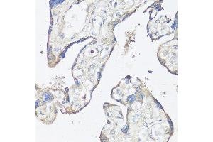Immunohistochemistry of paraffin-embedded human placenta using CASP3 antibody. (Caspase 3 抗体  (AA 55-160))
