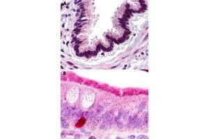 Immunohistochemical staining of formalin-fixed paraffin-embedded human lung, respiratory epithelium (A) and human small intestine (B) with C3AR1 polyclonal antibody . (C3AR1 抗体  (Extracellular Domain))