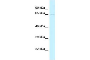 WB Suggested Anti-Trmt5 Antibody   Titration: 1. (TRMT5 抗体  (C-Term))