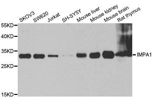 Western blot analysis of extracts of various cell lines, using IMPA1 antibody. (IMPA1 抗体)