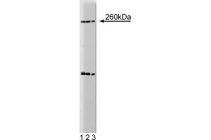 Western Blotting (WB) image for anti-Nestin (NES) (AA 402-604) antibody (ABIN968629) (Nestin 抗体  (AA 402-604))