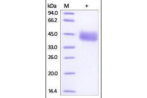 Human IgG3 Fc, Tag Free on SDS-PAGE under reducing (R) condition. (HEK-293 Cells IgG3 同型对照)