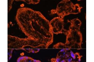 Immunofluorescence analysis of Human placenta cells using LDB3 Polyclonal Antibody at dilution of 1:100.
