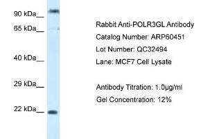 Western Blotting (WB) image for anti-Polymerase (RNA) III (DNA Directed) Polypeptide G (32kD)-Like (POLR3GL) (C-Term) antibody (ABIN2788453) (POLR3GL 抗体  (C-Term))