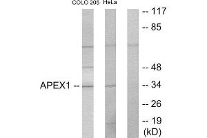 Western Blotting (WB) image for anti-Apurinic/Apyrimidinic Endonuclease 1 (APEX1) (Internal Region) antibody (ABIN1849281) (APEX1 抗体  (Internal Region))