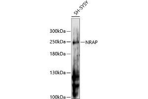 NRAP 抗体  (AA 1-300)