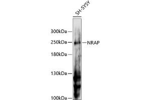Western blot analysis of extracts of SH-SY5Y cells, using NRAP antibody (ABIN6132904, ABIN6144836, ABIN6144837 and ABIN6216574) at 1:3000 dilution. (NRAP 抗体  (AA 1-300))