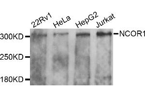 Western blot analysis of extracts of various cell lines, using NCOR1 antibody (ABIN5974239) at 1/1000 dilution. (NCOR1 抗体)