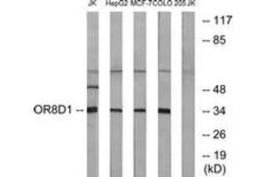 Western blot analysis of extracts from Jurkat/HepG2/MCF-7/COLO cells, using OR8D1 Antibody. (OR8D1 抗体  (AA 234-283))