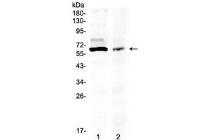 Western blot testing of human 1) 293T and 2) COLO320 lysate with AMH antibody at 0. (AMH 抗体  (AA 75-141))