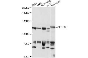 Western blot analysis of extracts of various cell lines, using CEP112 antibody (ABIN6291863) at 1:1000 dilution. (CCDC46 抗体)
