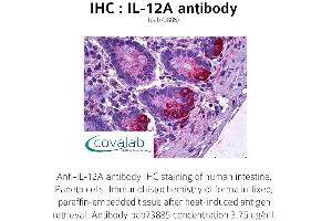 Image no. 1 for anti-Interleukin 12 alpha (IL12A) antibody (ABIN1735872) (IL12A 抗体)