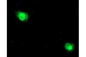 Anti-RPN1 mouse monoclonal antibody (ABIN2455100) immunofluorescent staining of COS7 cells transiently transfected by pCMV6-ENTRY RPN1 (RC201554). (RPN1 抗体)