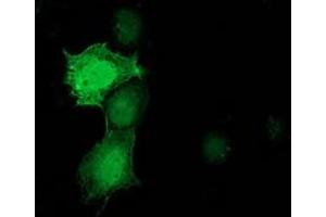 Anti-PNMT mouse monoclonal antibody (ABIN2454520) immunofluorescent staining of COS7 cells transiently transfected by pCMV6-ENTRY PNMT (RC206586). (PNMT 抗体)