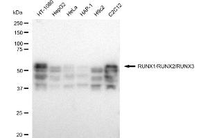 anti-RUNX1,RUNX2,RUNX3 antibody
